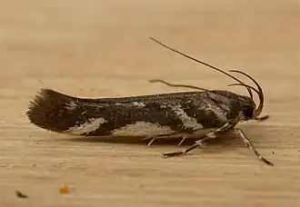 Macrobathra heminephela