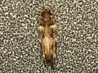 Macrobathra ceraunobola