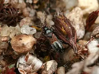 Zwartpootheidebodemwants