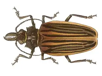 Macrodontia batesi