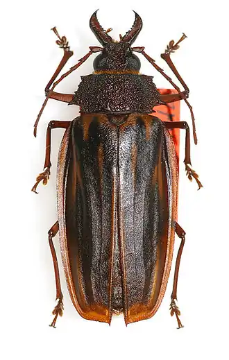 Macrodontia itayensis