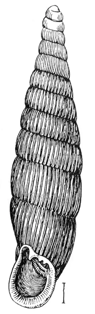 Macrogastra plicatula