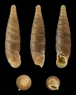 Macrogastra plicatula nana
