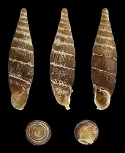 Macrogastra plicatula grossa