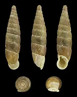 Macrogastra rolphii