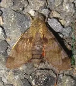 Macroglossum milvus
