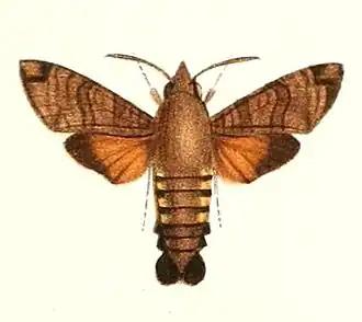 Macroglossum vacillans