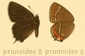 Satyrium prunoides