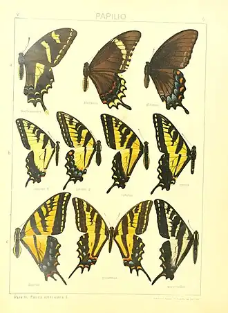 Papilio thersites
