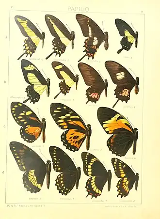 Papilio garleppi