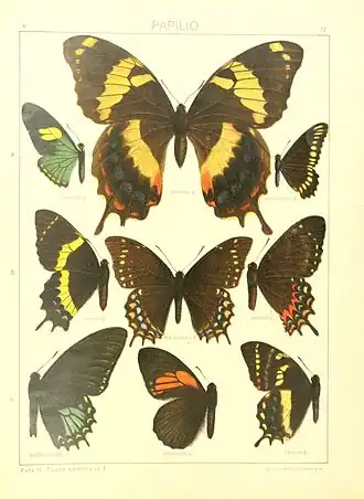 Papilio xanthopleura