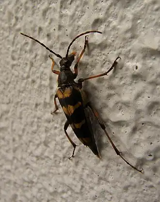 Leptura regalis