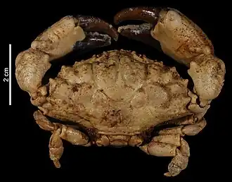 Macromedaeus crassimanus