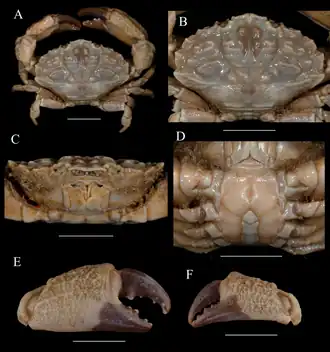 Macromedaeus distinguendus