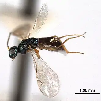 Macromesus americanus