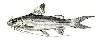 Mystus oculatus