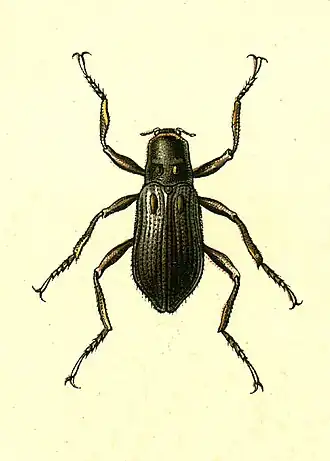 Macronychus quadrituberculatus