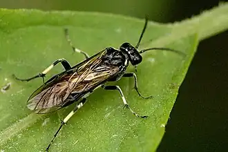 Macrophya albicincta
