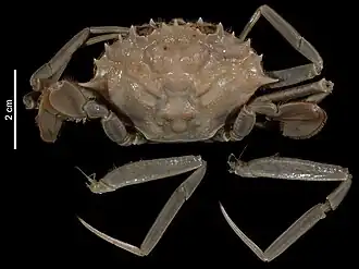 Macropipus australis