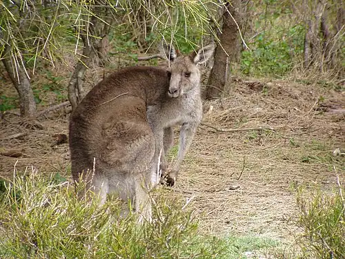 Grijze reuzenkangoeroe in Nationaal park Murramarang, New South Wales