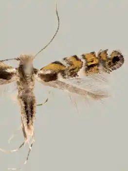 Macrosaccus morrisella