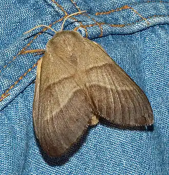 Macrothylacia rubiVeelvraat