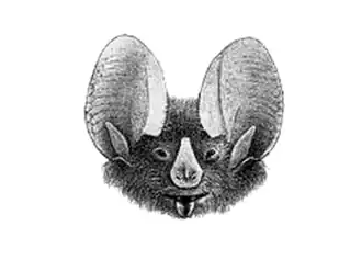 Waterhousebladneusvleermuis