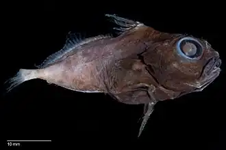 Macrurocyttus acanthopodus