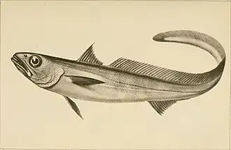 Patagonische grenadier