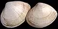 Grote strandschelp(Mactra stultorum cinerea)