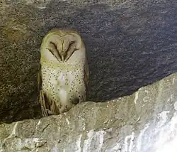 Kerkuil (Tyto alba) in een van de grotten