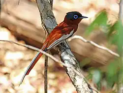 Madagaskarparadijsmonarch