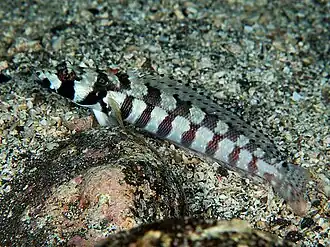 Parapercis tetracantha