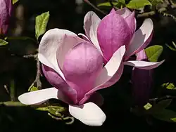 Magnolia × soulangeana  'Lennei', vanwege de kelkvorm van de bloem en de diepe kleur van de buitenkant van de bloemdekbladeren, veel gebruikt om mee verder te kruisen