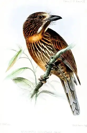 Okerborstbaardkoekoek