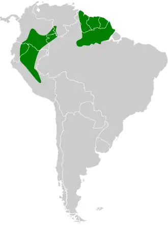 Witborstbaardkoekoek