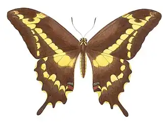 Papilio aristodemus