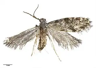 Mallobathra cataclysma