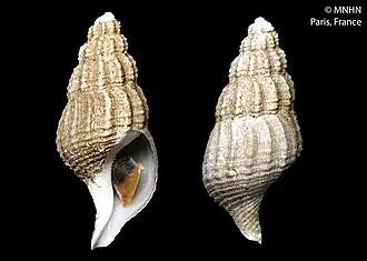 Manaria brevicaudata