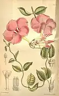 Mandevilla eximia - 1900