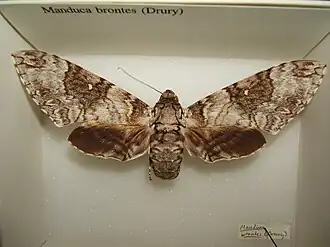 Manduca brontes