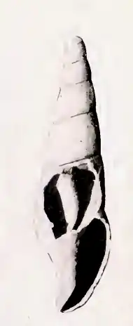 Mangelia perattenuata