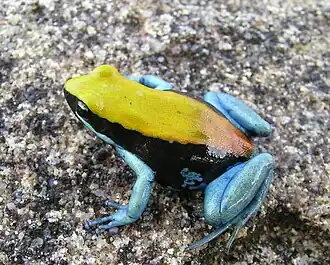 Mantella expectata