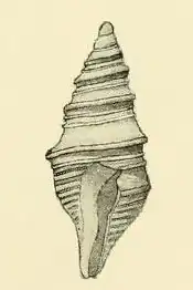 Maoritomella albula