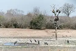 Maraboes op de savanne