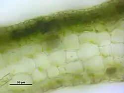 Dwarsdoorsnede van het thallus