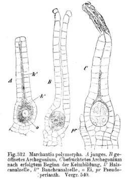 Marchantia polymorpha: archegonium