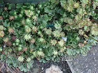 Parapluutjesmos (Marchantia polymorpha) met broedbekers en met sporangioforen