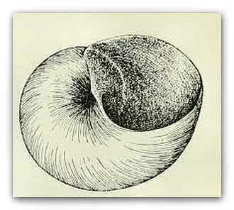 Margarites helicinus