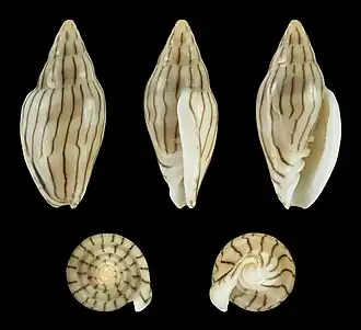 Marginella cleryi